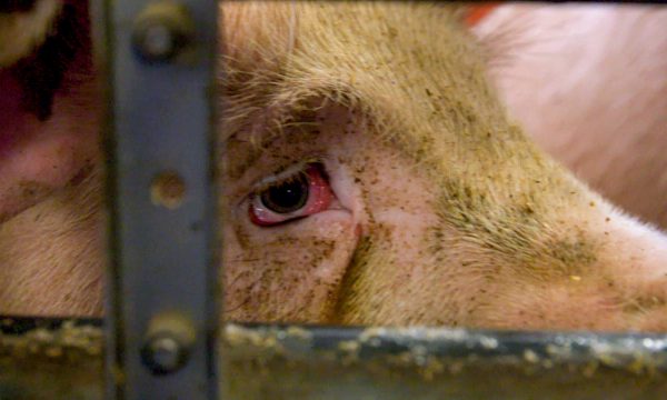 ArmesSchwein_1 Dokumentation Arte Armes Schwein